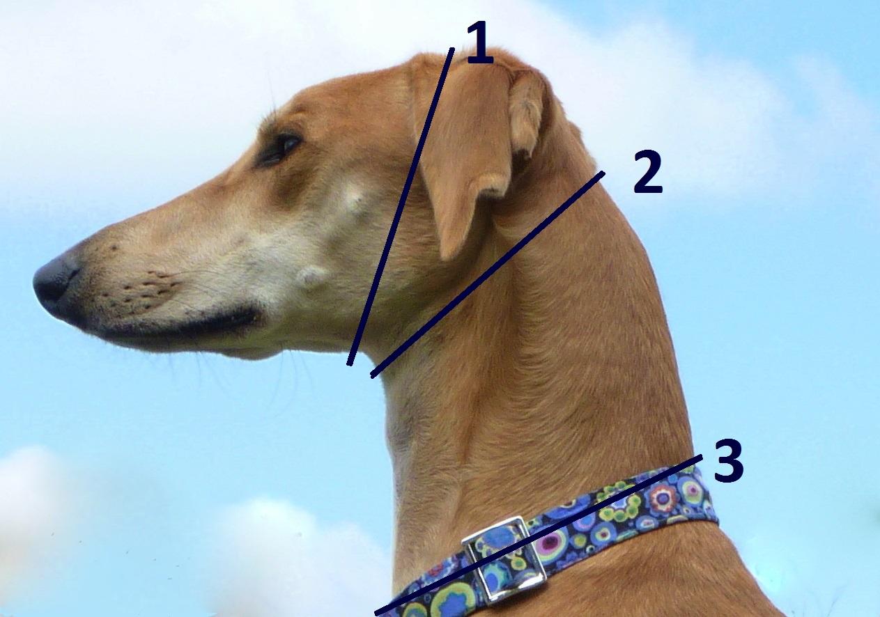 how do you measure a dog for a martingale collar